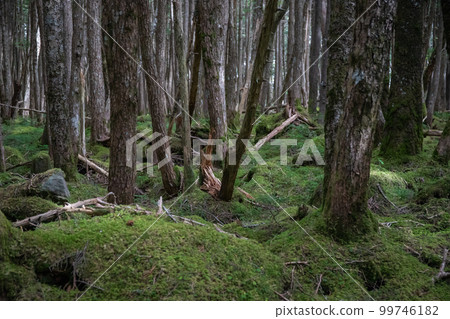 Shirakome池塘的青苔和原始森林 Shirakome池塘的青苔和原始森林 99746182