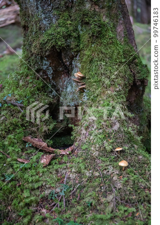 白駒湖苔蘚和蘑菇 白駒湖苔蘚和蘑菇 99746183