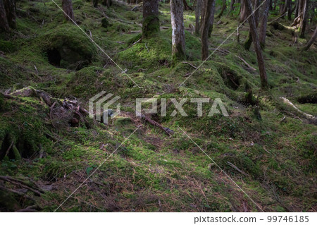 Shirakome池塘的青苔和原始森林 99746185