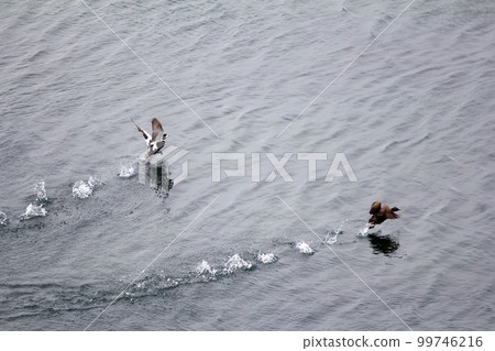 pair of common eider taking off from water, lifting fountains of splashes 99746216