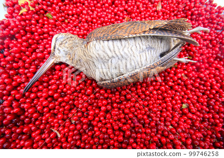 hunting scene bird with red berries hunting scene bird with red berries 99746258
