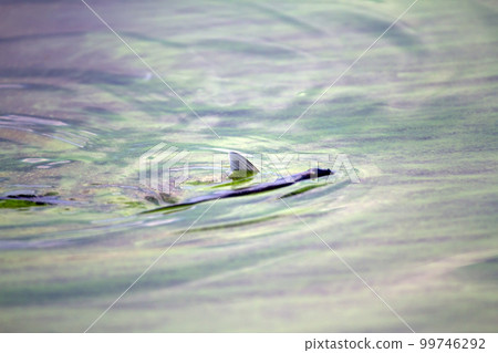 fish poisoned fish poisoned 99746292