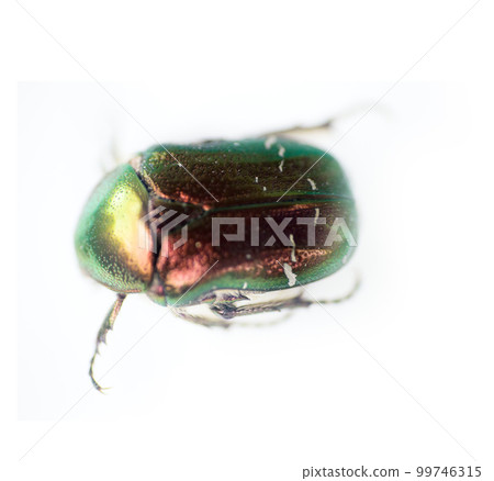 Famous beetle. Gold bug crawling on white surface Famous beetle. Gold bug crawling on white surface 99746315