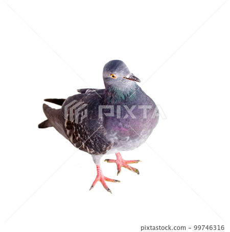 pigeon on a white background pigeon on a white background 99746316