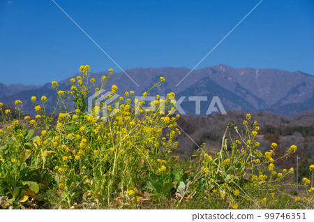 Rape blossoms and the mountains of Tanzawa 99746351