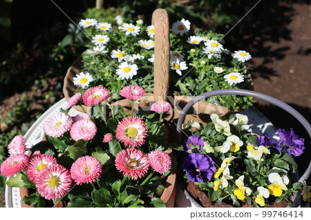 Spring flower group planting & group pot 99746414