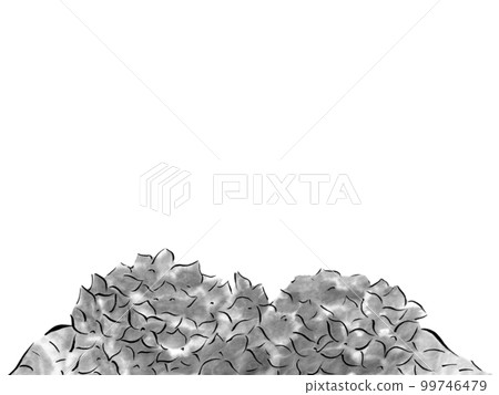 雨中濕潤的繡球花單色插圖(水墨手繪插圖) 雨中濕潤的繡球花單色插圖(水墨手繪插圖) 99746479