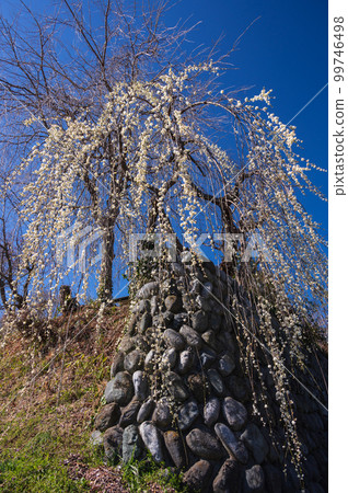 Scenery with elegant white plum blossoms, Akada, Oimachi 99746498