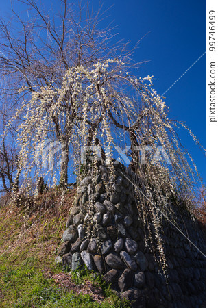 Scenery with elegant white plum blossoms, Akada, Oimachi 99746499