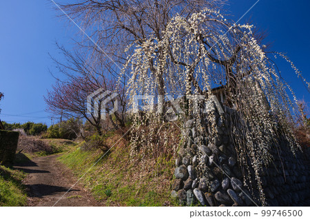 Scenery with elegant white plum blossoms, Akada, Oimachi 99746500