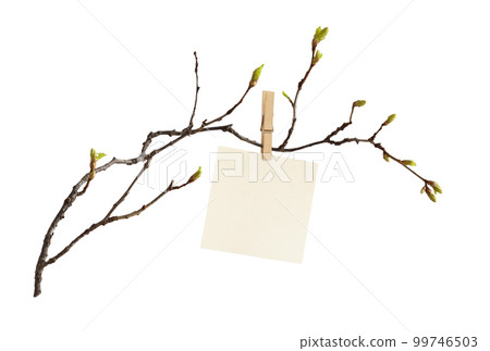The first spring shoots on an empty branch with sheet of paper for text with wooden pin isolated on white 99746503