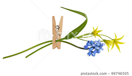 Spring blue and yellow flowers in wooden pin isolated Spring blue and yellow flowers in wooden pin isolated 99746505