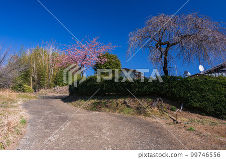 Scenery of plum blossoms in early spring, Akada, Oimachi 99746556
