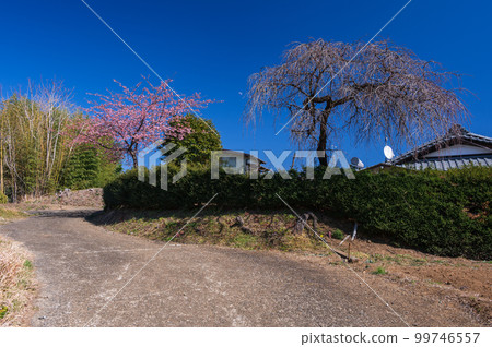 早春的梅花風光，赤田，大井町 99746557