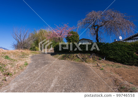 早春的梅花風光，赤田，大井町 99746558