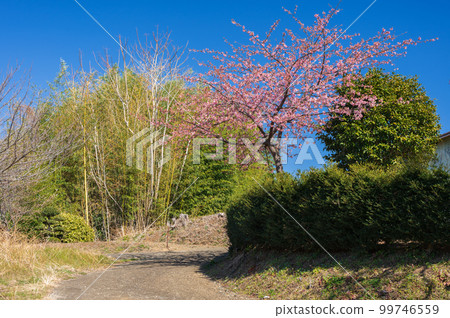 Scenery of plum blossoms in early spring, Akada, Oimachi 99746559