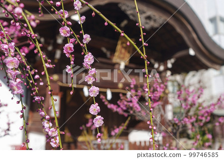 Plum blossoms in full bloom at Tenhan Tenmangu Shrine Plum blossoms in full bloom at Tenhan Tenmangu Shrine 99746585