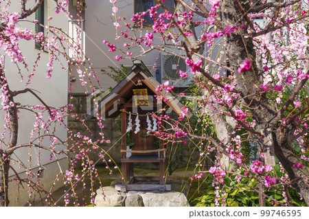 Tenhan Tenmangu shrine, Ugasha, plum blossoms in full bloom 99746595