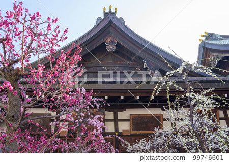 大阪天滿宮 院內梅花盛開 大阪天滿宮 院內梅花盛開 99746601