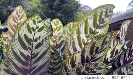 Peacock bamboo yam with mottled mountain colors, clear veins, spots of varying sizes 99746744