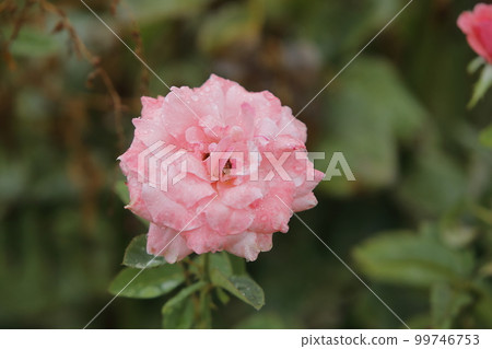 Arao City Ominous Citizen Flower Bed Rose Flower, 99746753