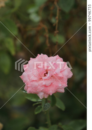 Arao City Ominous Citizen Flower Bed Rose Flower, 99746755