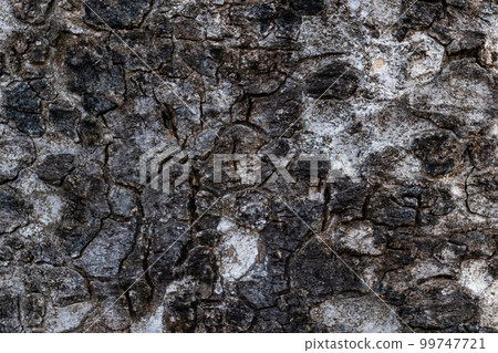 Tree bark texture and background. Tree bark texture and background. 99747721