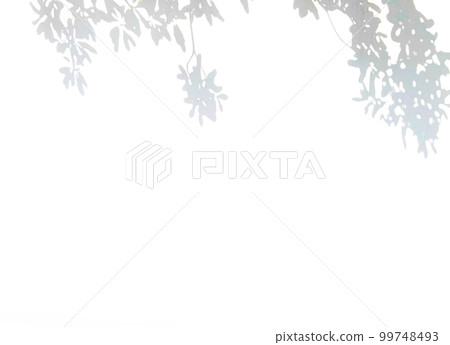 植物影光陽光 植物影光陽光 99748493