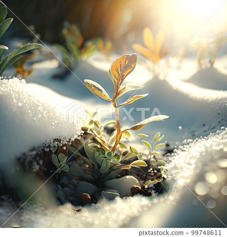 充滿活力的植物新芽在溫暖的陽光照亮的融化的雪地上發芽 充滿活力的植物新芽在溫暖的陽光照亮的融化的雪地上發芽 99748611
