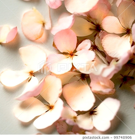 Bright and simple background with scattered cherry blossom petals 99748906