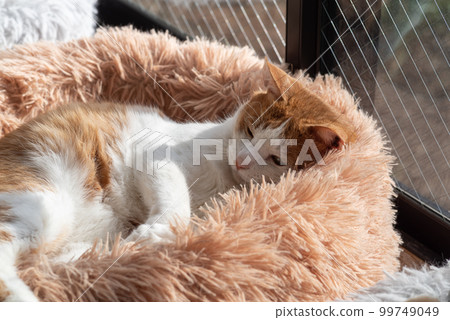 Relaxing cat tea tabby white Relaxing cat tea tabby white 99749049
