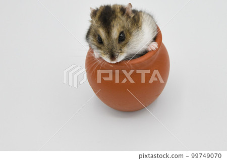 Hamham Hamham 99749070