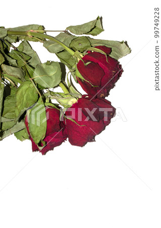 A Red Roses Flower Petals Close Up on A White Background A Red Roses Flower Petals Close Up on A White Background 99749228