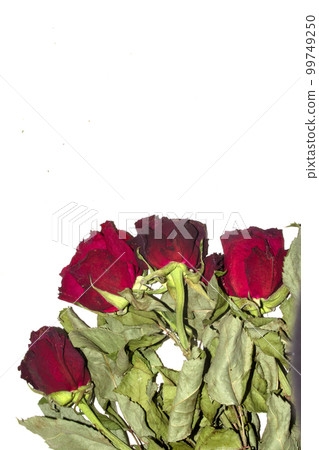 A Red Roses Flower Petals Close Up on A White Background A Red Roses Flower Petals Close Up on A White Background 99749250