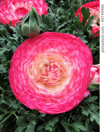 Ranunculus Ranunculus 99749466