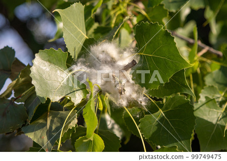 Close up of Nebraska cottonwood tree leafs  99749475