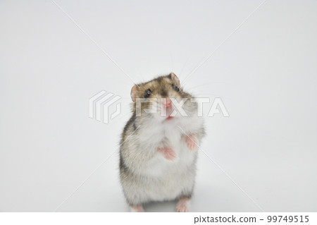 Hamster's blank face 99749515