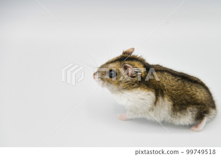 Walking the hamster 99749518