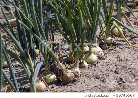 An agricultural field with a harvest of onions in the summer An agricultural field with a harvest of onions in the summer 99749567