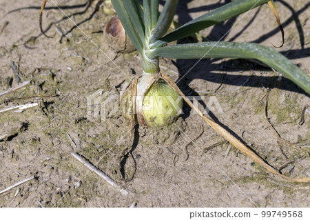 An agricultural field with a harvest of onions in the summer An agricultural field with a harvest of onions in the summer 99749568