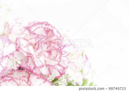 Carnation  99749723