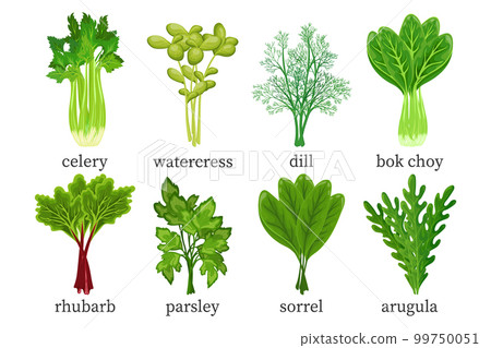 Set of green vegetables, herbs. Celery, watercress, dill, parsley, bok choy, rhubarb, arugula, sorrel. Food illustration, vector 99750051