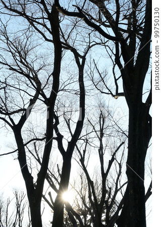 Winter withered tree silhouette and sunshine 99750130