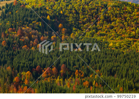 beautiful autumn countryside landscape in Carpathian Mountains, Ukraine 99750219
