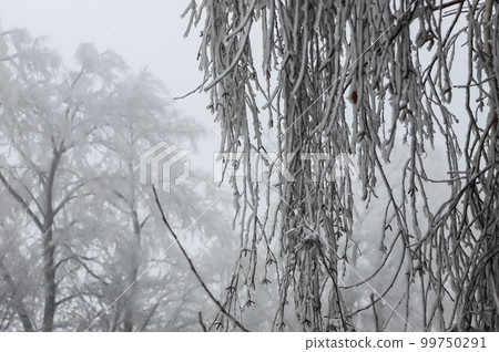 Branches covered with ice after freezing rain. Sparkling ice covered everything after ice storm cyclone. Terrible beauty of nature concept. Winter landscape, scene, postcard. Branches covered with ice after freezing rain. Sparkling ice covered everything after ice storm cyclone. Terrible beauty of nature concept. Winter landscape, scene, postcard. 99750291