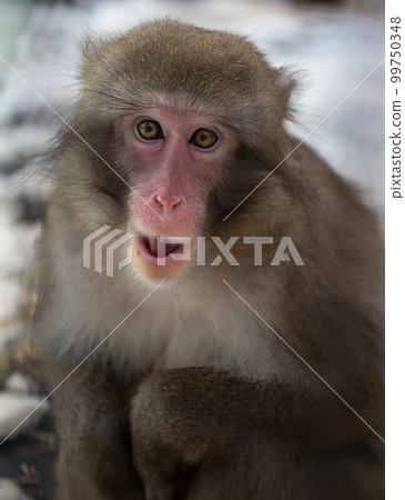 Japan macaque with very sad eyes Japan macaque with very sad eyes 99750348