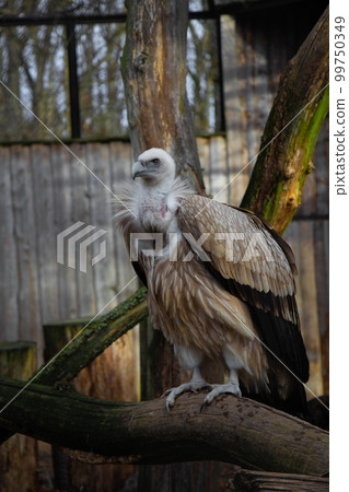 Himalayan vulture (gyps himalayensis).Vulture in zoo Himalayan vulture (gyps himalayensis).Vulture in zoo 99750349
