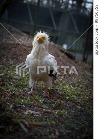 Egyptian vulture looking for food on the land (Nephron Pernopterus) 99750355