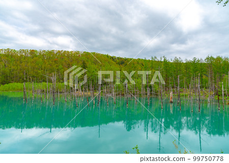 Blue Pond, Biei, Hokkaido in summer 99750778