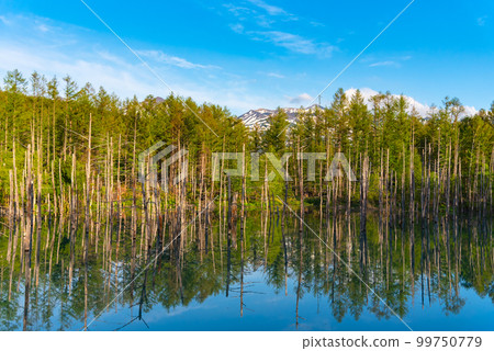 Blue Pond, Biei, Hokkaido in summer 99750779